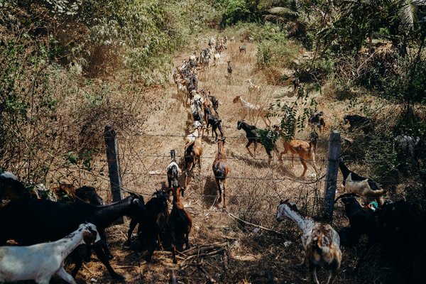 Faits divers relatifs aux animaux : une lutte constante pour le bien-être animal