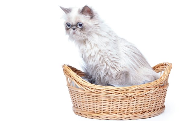 Le panier pour chat : un indispensable pour le confort félin